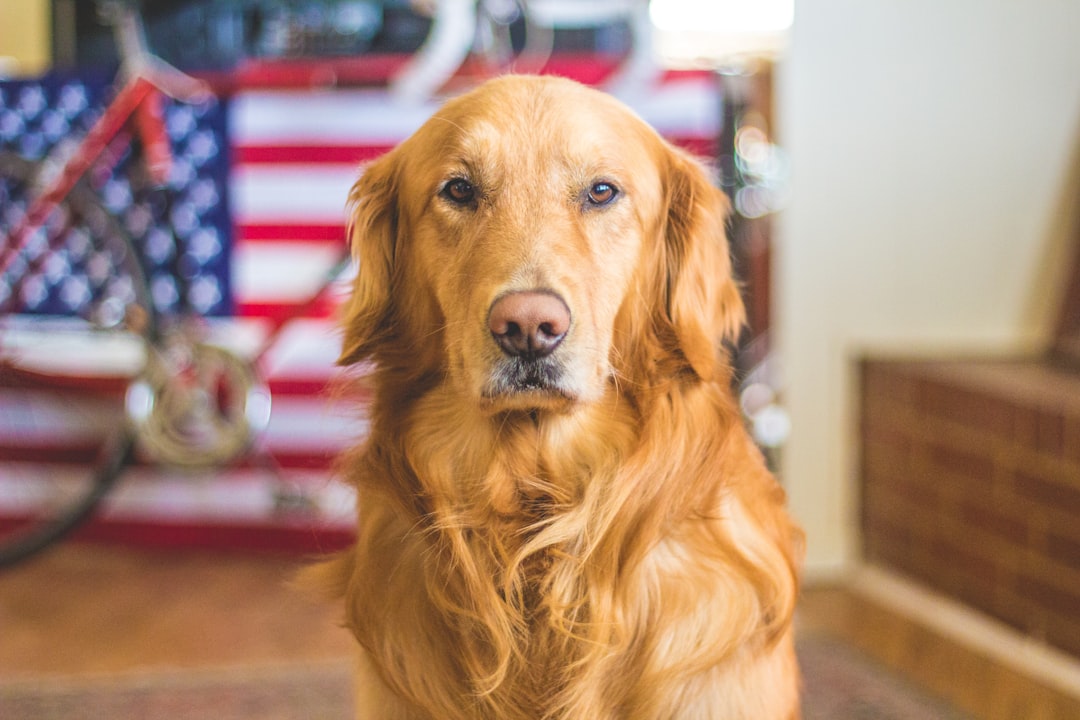 Meet the Saint Berdoodle: A Gentle Giant of a Dog