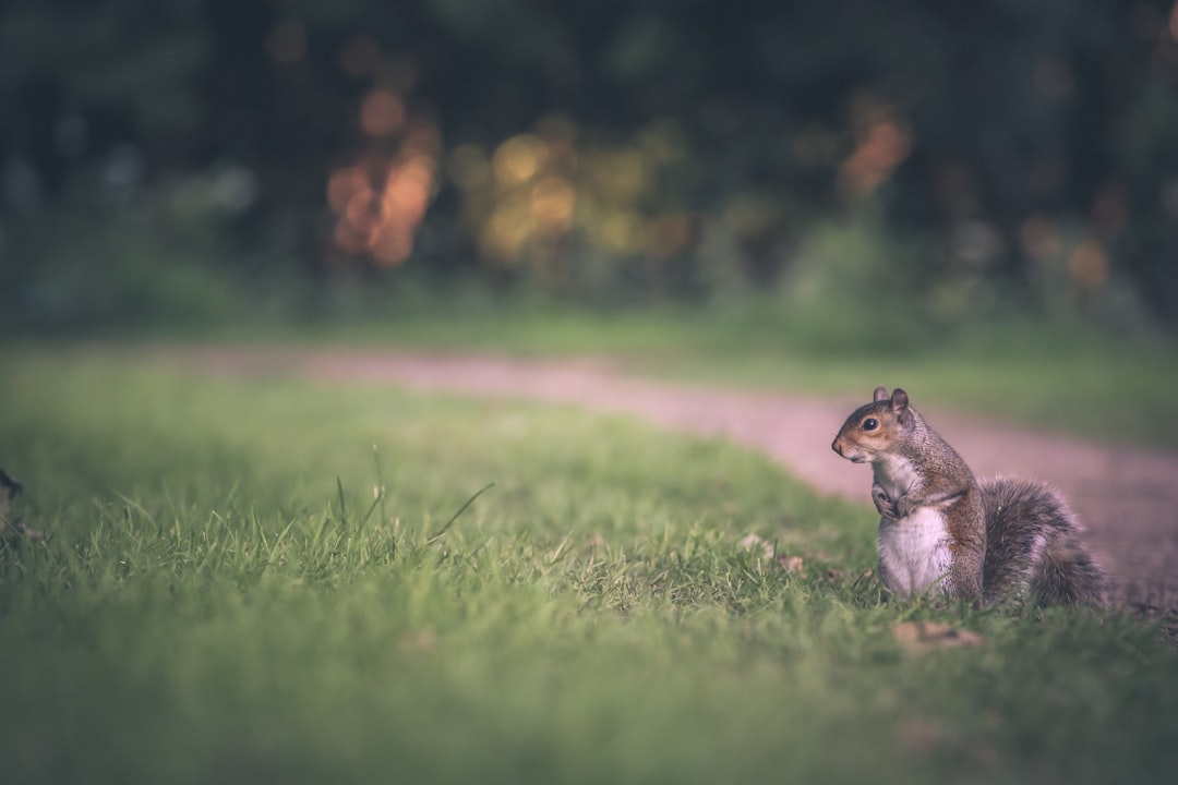 Adorable Baby Rat: A Delightful Addition to Your Family